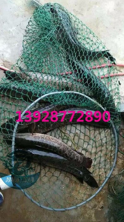 浙江烏鱧魚苗批發(fā)價(jià)格實(shí)惠，廣東華夏漁業(yè)航空助力高效運(yùn)輸
